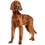 Große Hunde