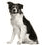Para perros medianos