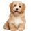 Für kleine Hunde