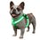 LED collars