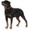 Für die größten Hunde