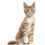 For cats