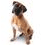 By dog size