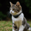 A Training Collar for Cats?