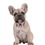 For dogs