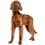 For large dogs