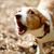 Gentle Help for Unwanted Barking in Small Dogs – Dogtrace d-mute small Anti-Bark Collar