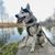 Nový Dogtrace DOG GPS Ultra – stojí opravdu za to?