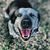 What Is the Difference Between a Training Collar and an Anti-Bark Collar?