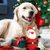 Tipy na vianočné darčeky pre vaše psie parťáky