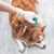 Antiparasitika-Halsband für Hunde: Der effektivste Schutz gegen Zecken und Flöhe
