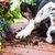 Der Hund und der Garten: Wie kann man die Zerstörung des Gartens verhindern? Elektronischer unsichtbarer Zaun Dogtrace d-fence