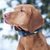 GPS Obojky Dogtrace – Recenze a srovnání modelů