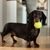 Training Collar for Small Breeds: Dogtrace D-Control 200 MINI