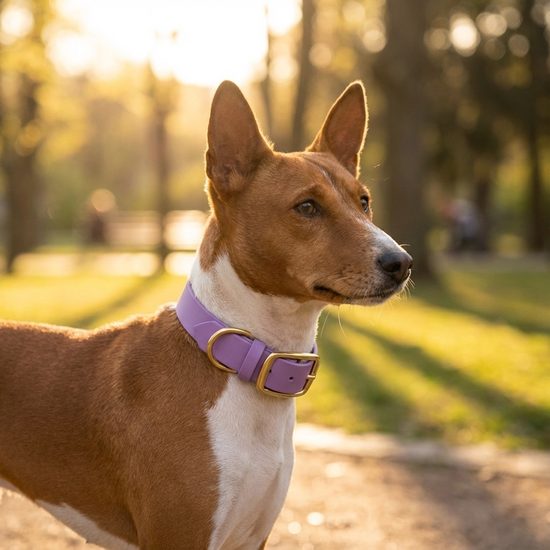Bura purple collar Furry tale