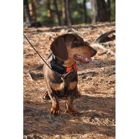 Dogtrace DOG GPS X30 orange - ohne Trainingsmodul