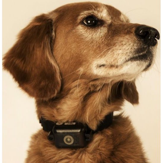 D.T. Systems Ultra Min-e 2090 No Bark