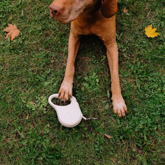 Reedog Senza Basic samonavíjecí vodítko M 25kg/ 5 m páska / pastelové bílé