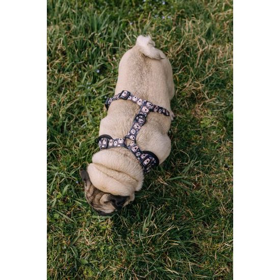 Dog harness Reedog DOG & CAT