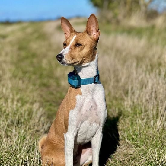 Dogtrace d-control 200 mini