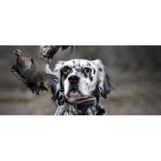 GPS a výcvik psa v jednom SportDog TEK 1.0 Tracking & Training