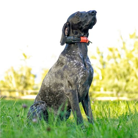 Kürzeres Halsband für einen weiteren Hund - DOG GPS X30 Short