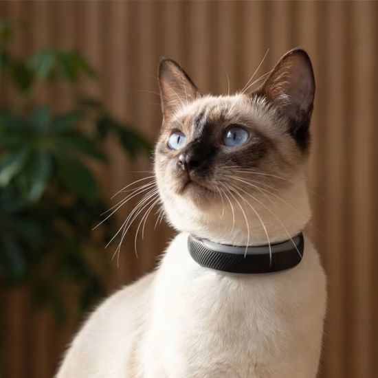 Tractive GPS CAT 6 Mini