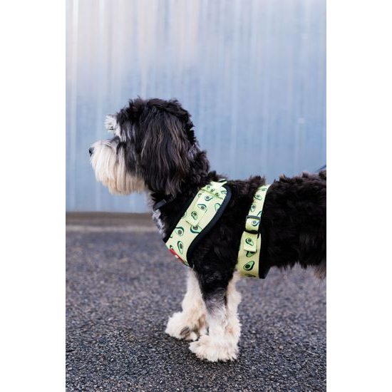 Reedog AVOCADO harness