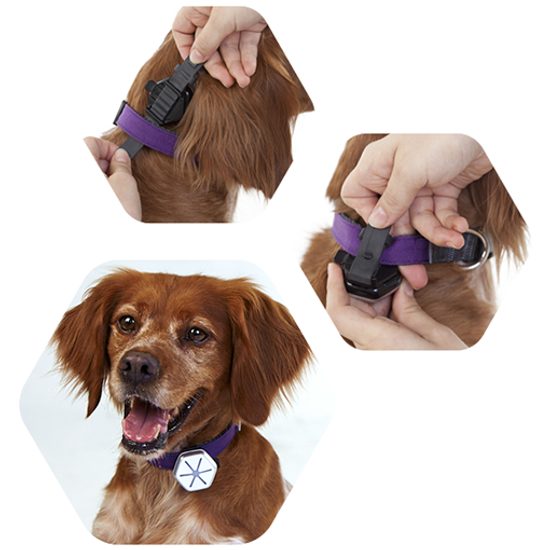 Dogtra Smart monitor pohybu