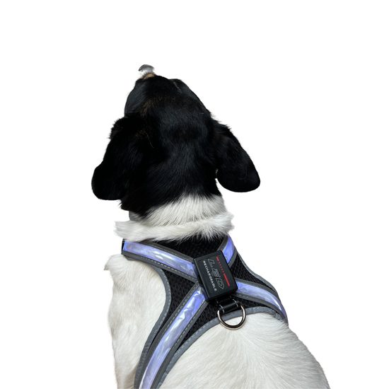 Reedog svítící kšíry pro velké psy