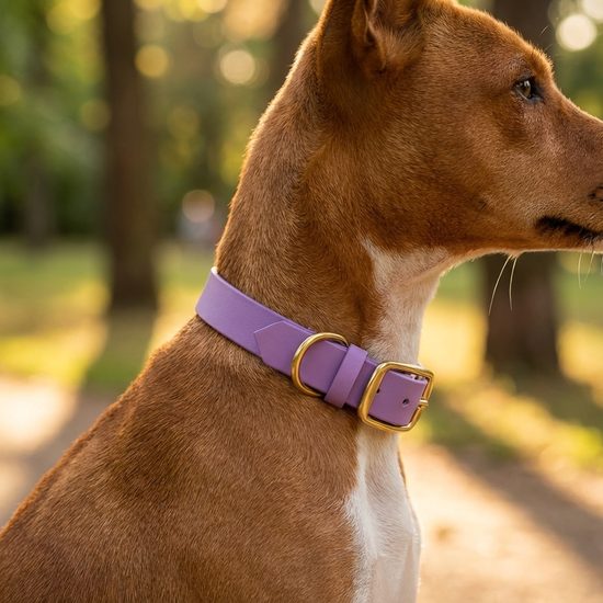 Bura purple collar Furry tale