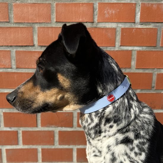 Reedog obroża niebieski