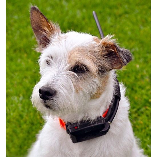 GPS Positionsgeber Dogtrace DOG GPS X23 Set für drei Hunde