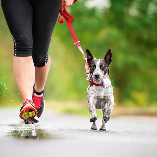 Tractive GPS Tracker for dogs and cats