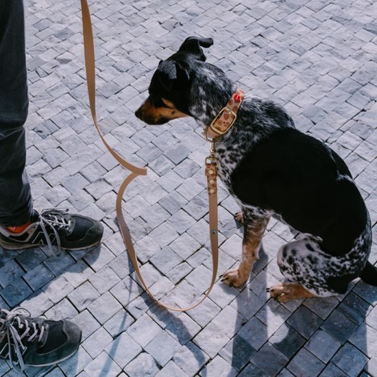 Reedog Gassi-Set Häufchen aus Biothane: HALSBAND + LEINE
