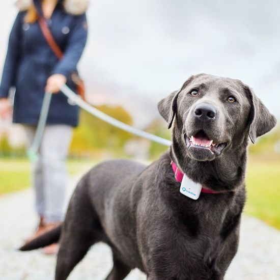 Tractive GPS Tracker for dogs and cats