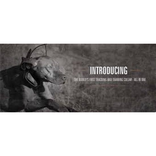 GPS a výcvik psa v jednom SportDog TEK 1.0 Tracking & Training