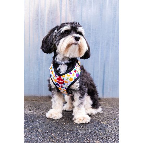 Reedog FRUIT harness