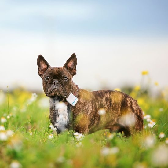 Tractive GPS Tracker für Hunde und Katzen