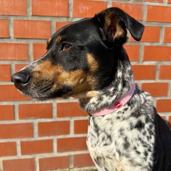 Obojok Reedog púdrovo ružový Biothane