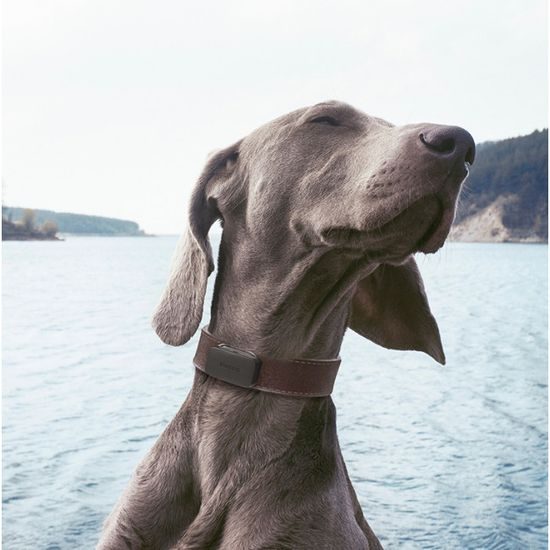 Invoxia GPS Pet Tracker nyomkövető