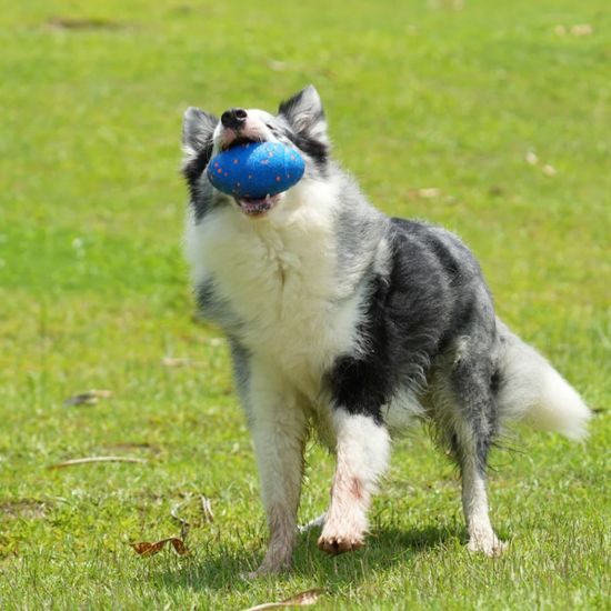 Cheerble Wicked Rugby