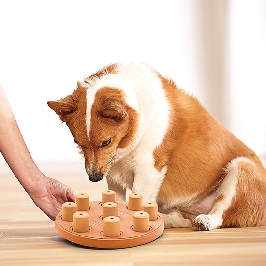 Smart Orange composite puzzle for treats