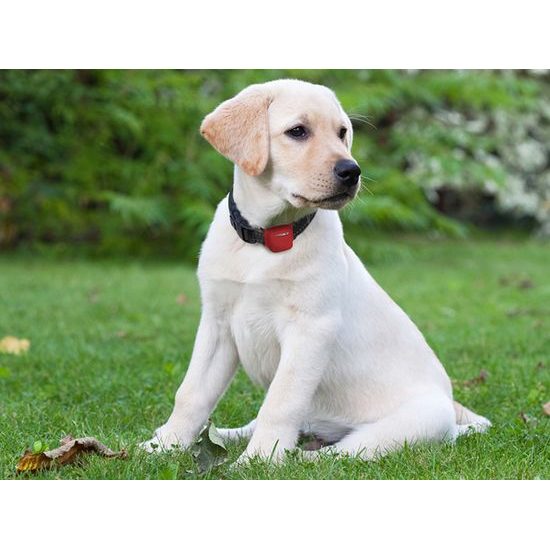 Alcatel GPS MoveTracker pro psy a kočky