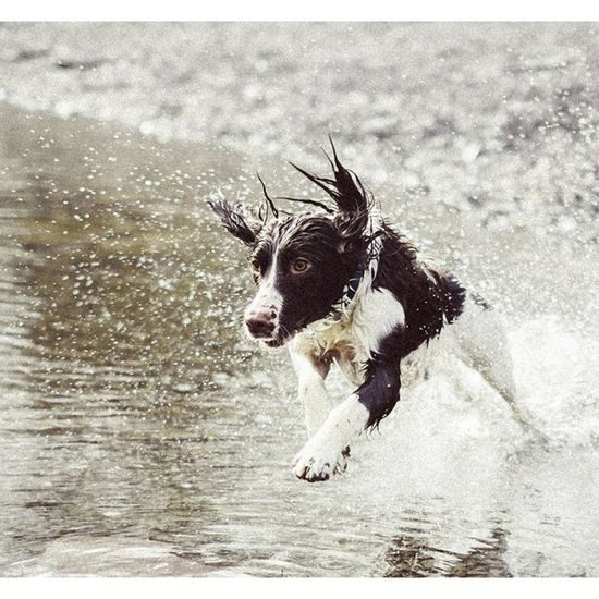 Invoxia GPS Pet Tracker nyomkövető