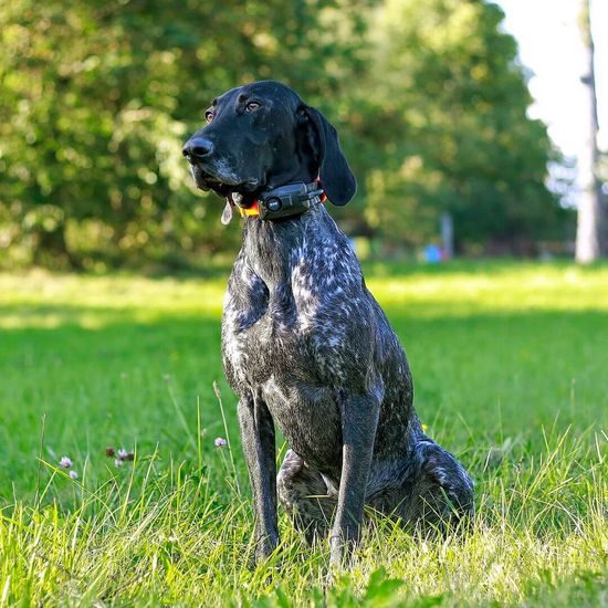 Műholdas GPS nyomkövető és kutyakiképző, hanglokátorral DOG GPS X30TB Short