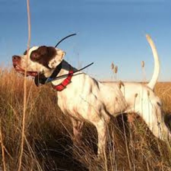 GPS a výcvik psa v jednom SportDog TEK 1.0 Tracking & Training