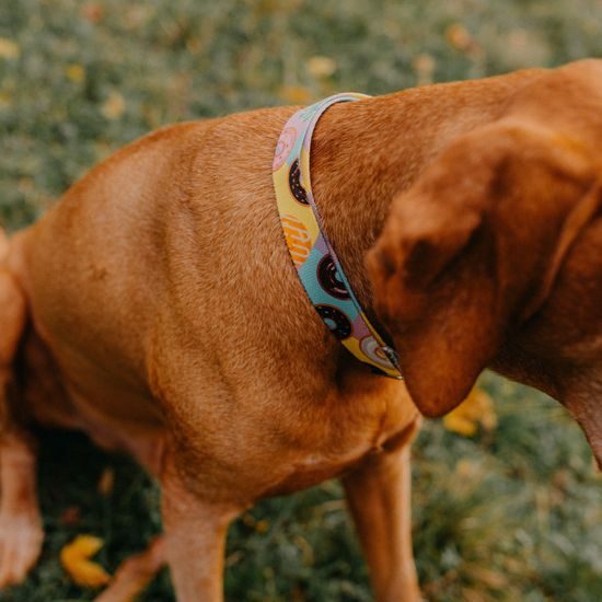 Amiplay Obojek nastavitelný BeHappy Donut