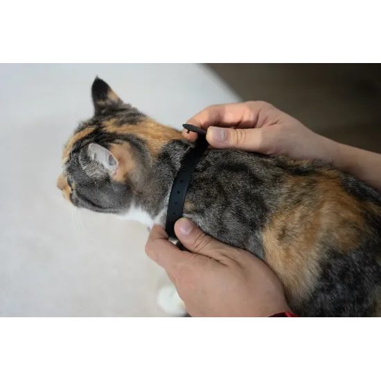 Collar láser KitiDOT para gatos