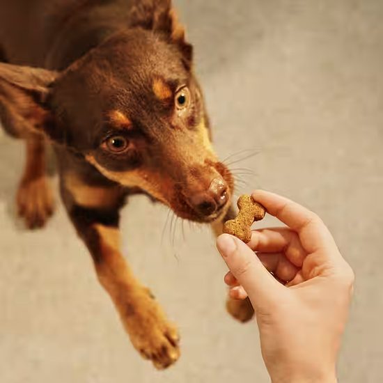 Carnilove Dog Crunchy Snack Pštros & černice 200 g